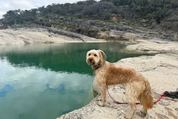 Dog-Friendly Guide to Pedernales Falls State Park
